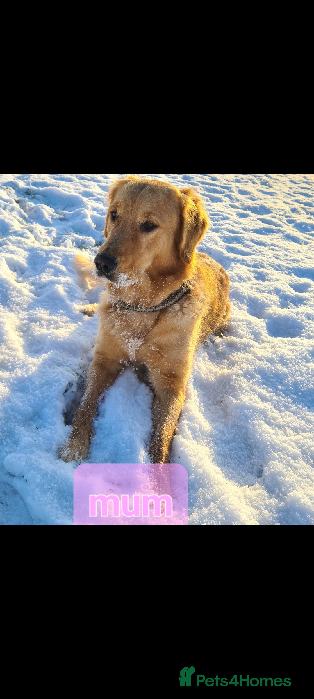 Golden Retriever dogs for sale: Golden Retriever puppies - Image 5