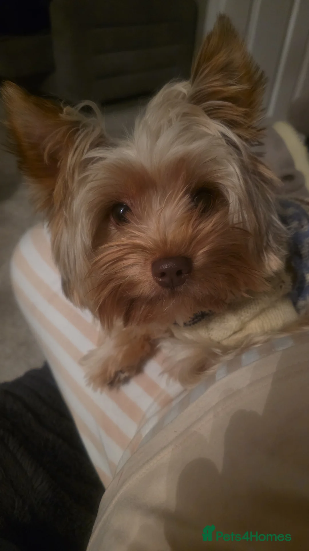 Yorkshire Terrier dogs for sale: Miniture yorkies ( sold only as a pair) - Advert 3