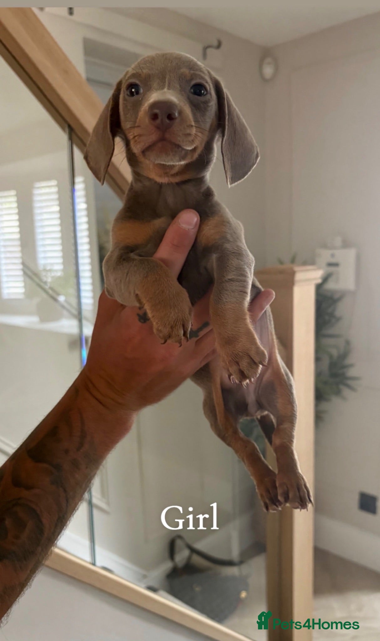 Dachshund dogs 4 beautiful dashhunds  - Advert 5