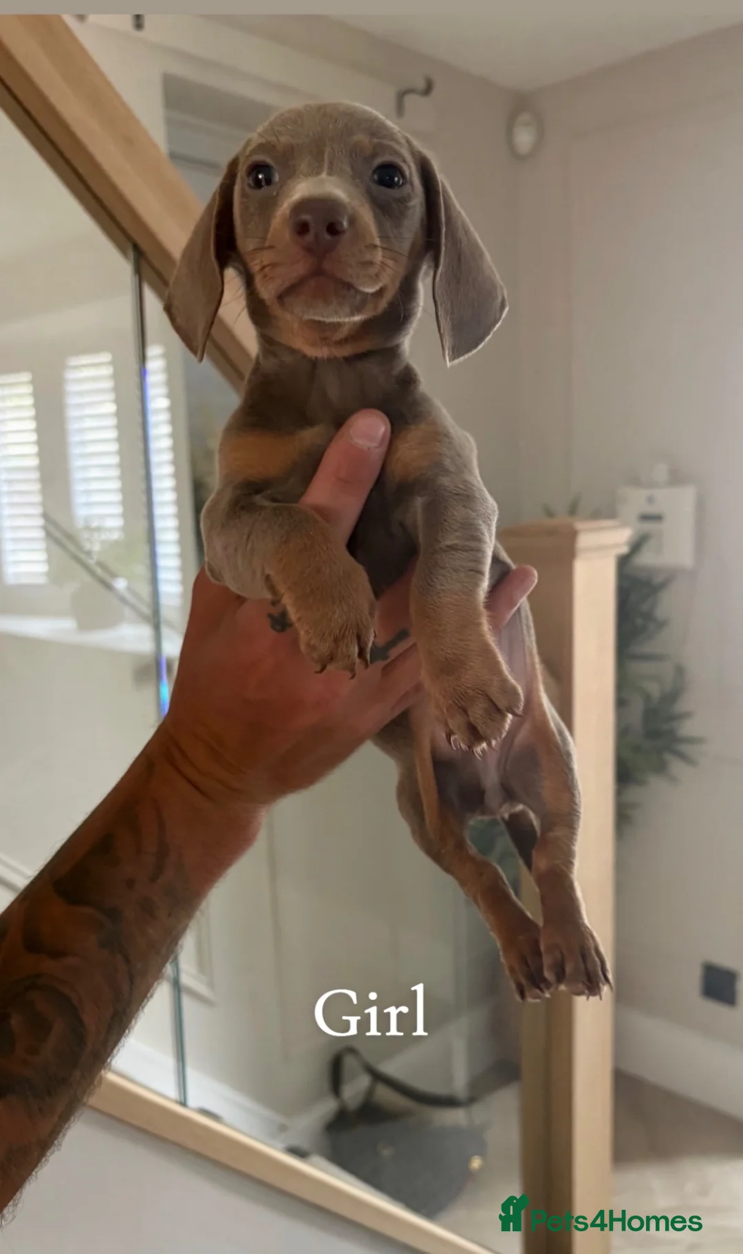 Dachshund dogs for sale: 4 beautiful dashhunds  in Walsall - Advert 1