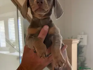 Dachshund dogs 4 beautiful dashhunds - Advert 1