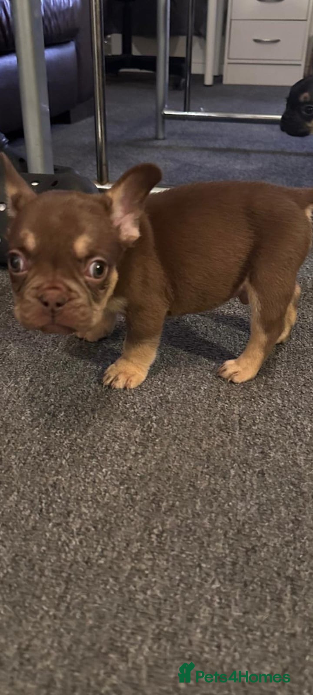 French Bulldog dogs for sale: Frenchie puppy’s available  - Advert 6