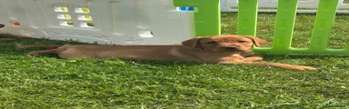 Labrador Retriever Puppy 5