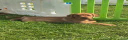 Labrador Retriever dogs for sale: Stunning litter of Fox red puppies  - Advert 16