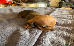 Dachshund dogs for sale: Dachshund puppies looking for new family  - Image 8