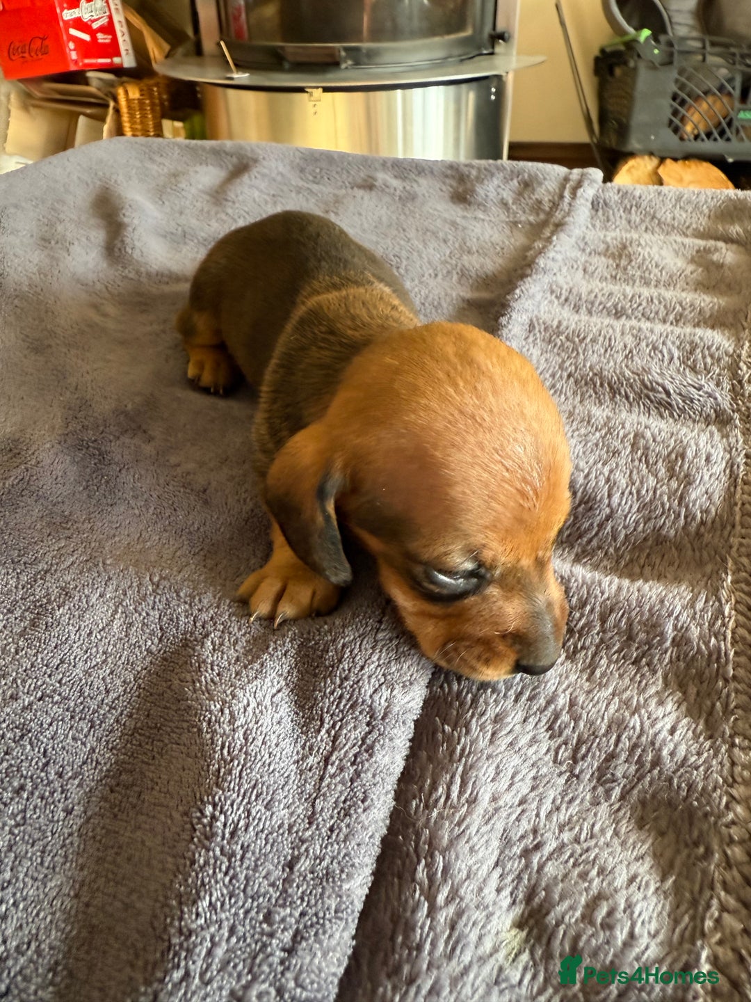 Dachshund dogs for sale: Dachshund puppies looking for new family  - Image 8