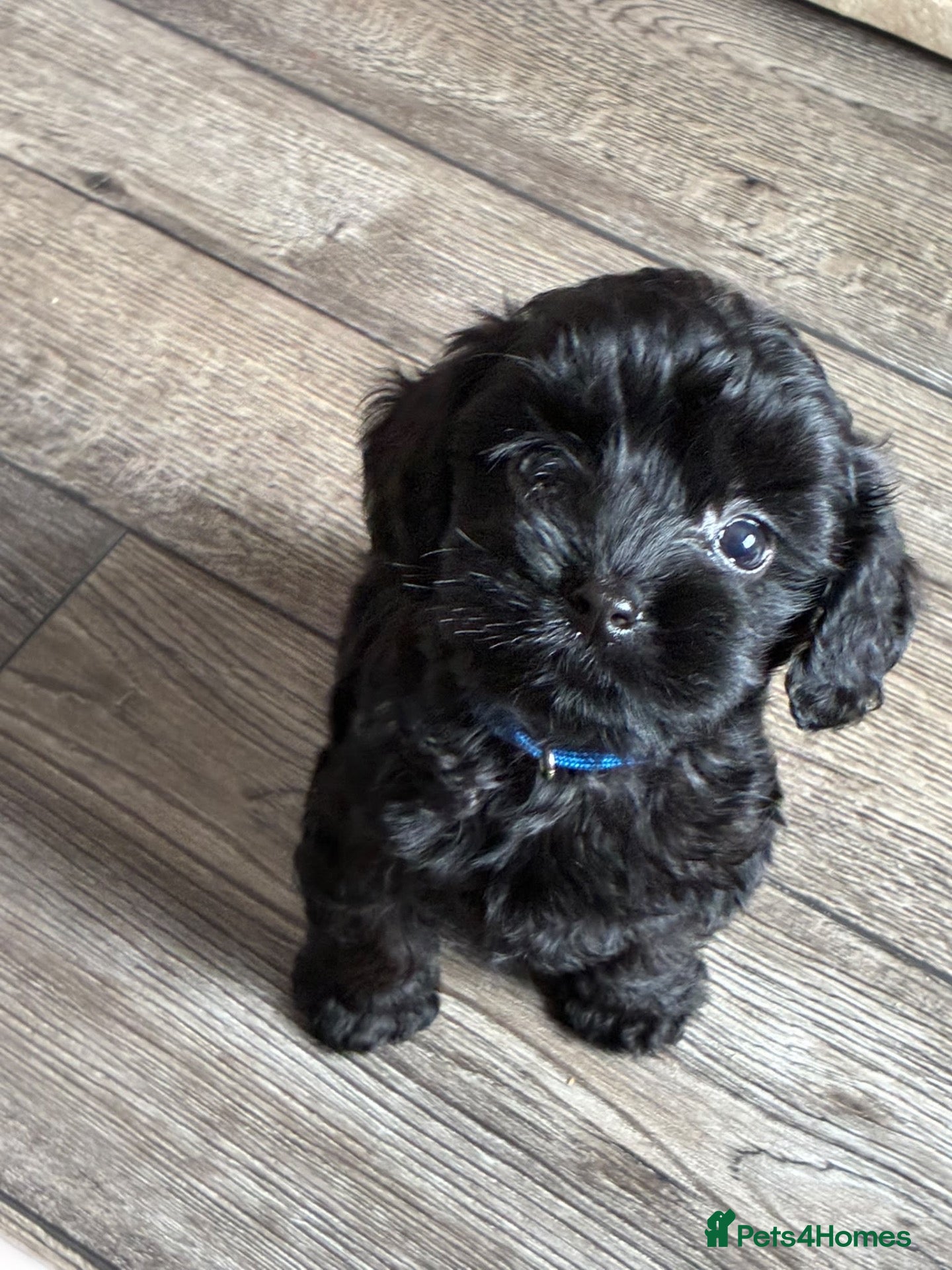 Cockapoo dogs READY NOW Beautiful cockapoo puppies  - Advert 3