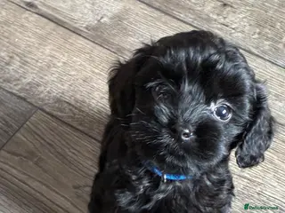 Cockapoo dogs READY NOW Beautiful cockapoo puppies - Advert 3