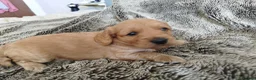 Cockapoo dogs for sale:  Cockerpoo f2  - Advert 4