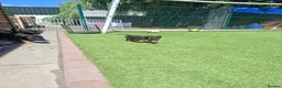 German Shepherd dogs for sale: REDUCED DUE TO MOVING HOME  - Advert 6