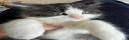 Persian cats for sale: Persian Dollface x BSH in Beaworthy - Advert 15