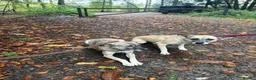 Mixed Breed dogs for adoption: Verity - Poringland Norfolk  in Norwich - Advert 15