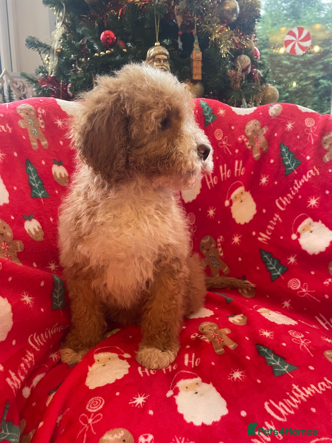 Mixed Breed dogs for sale: 🌟🌟Stunning Australian Cavapoo Puppies 🩷💙 m - Advert 28