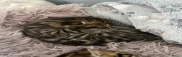 Bengal cats for sale: Bengal kittens for sale - Advert 4