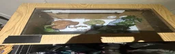 Leopard Gecko reptiles for sale: leopard gecko  - Advert 4