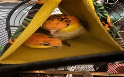 Parakeets birds for sale: Male and Female Caiques - Image 6