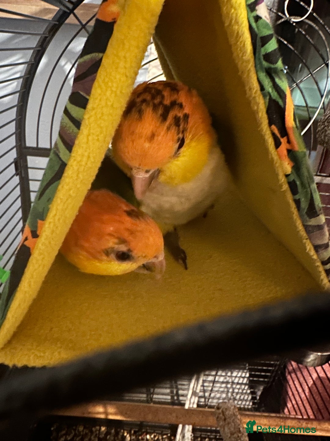 Parakeets birds for sale: Male and Female Caiques - Image 6