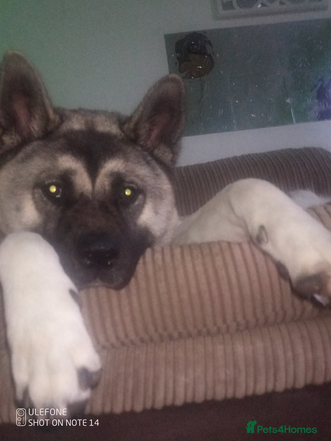 Akita dogs for sale: Gorgeous friendly girl needs new home  - Image 11