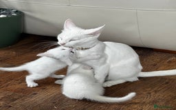 Savannah cats for sale: Adorable playful kittens for sale - Image 6