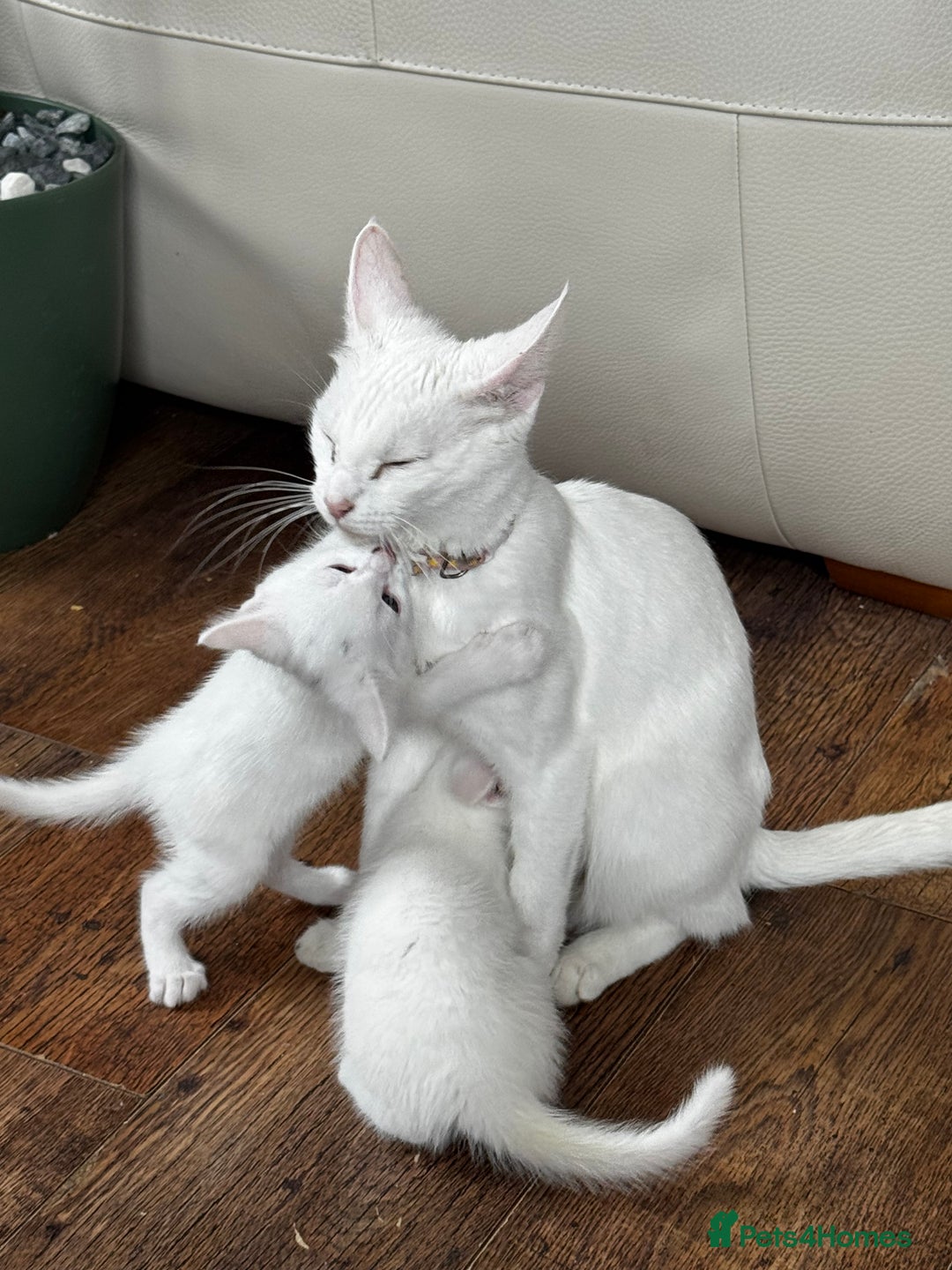 Savannah cats for sale: Adorable playful kittens for sale - Image 6