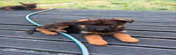 German Shepherd dogs for sale: German Shepard puppies ⭐️ready to be rehomed ⭐️ - Advert 4