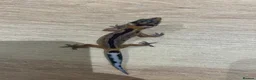 Gecko reptiles for sale: Baby leopard geckos for sale   - Advert 14