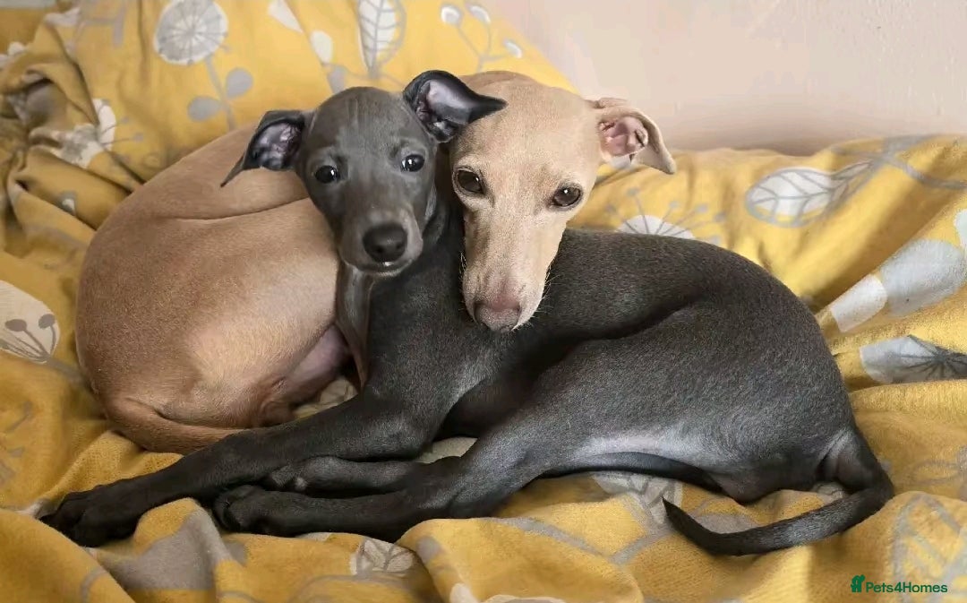 Italian Greyhound dogs for sale: KC regist. Beautiful Italian Greyhound  - Image 10