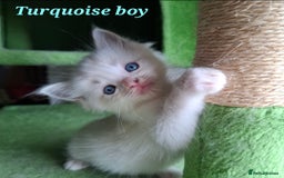 Ragdoll cats for sale: GCCF Gorgeous Pure Pedigree Ragdoll Kittens - Image 13