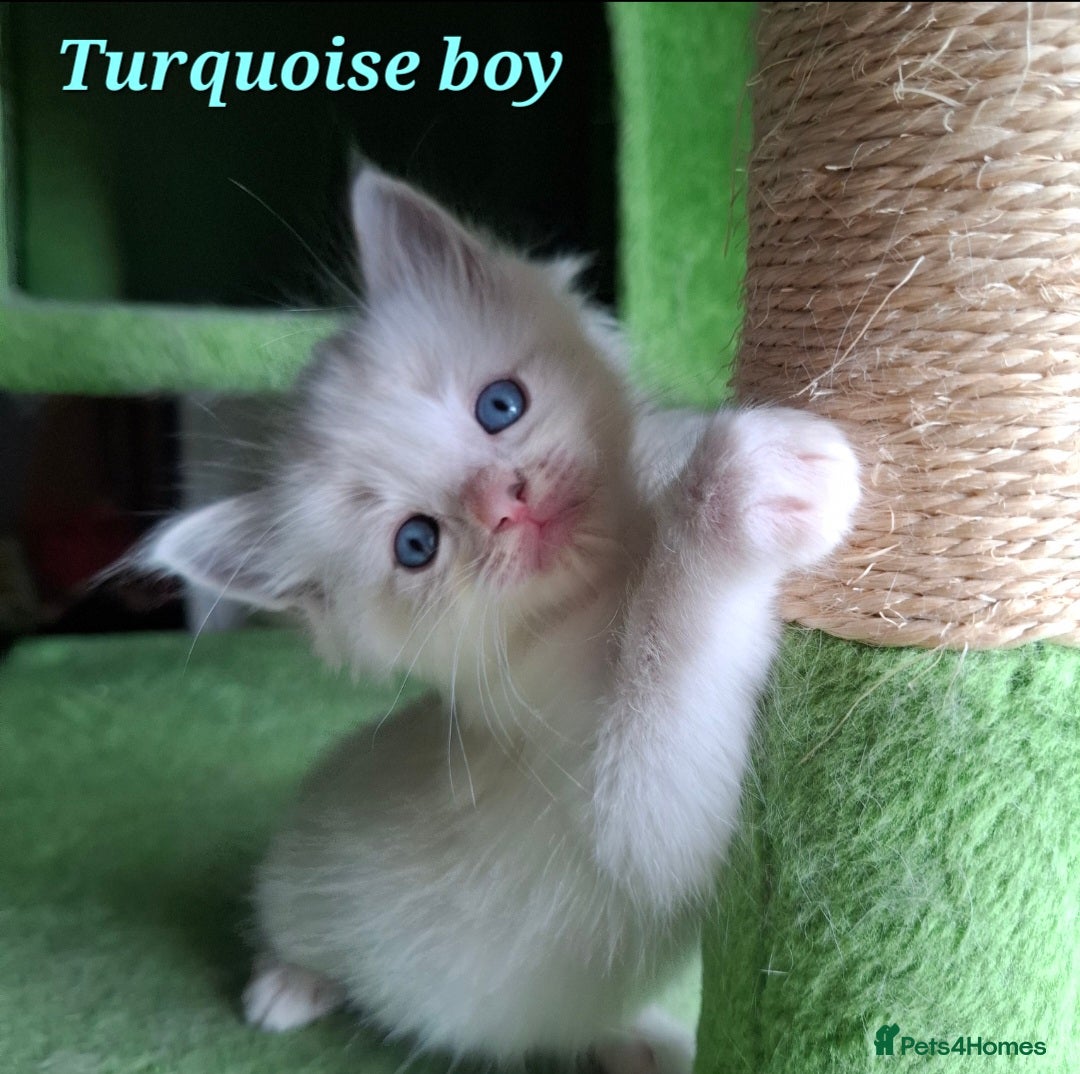 Ragdoll cats for sale: GCCF Gorgeous Pure Pedigree Ragdoll Kittens - Image 13