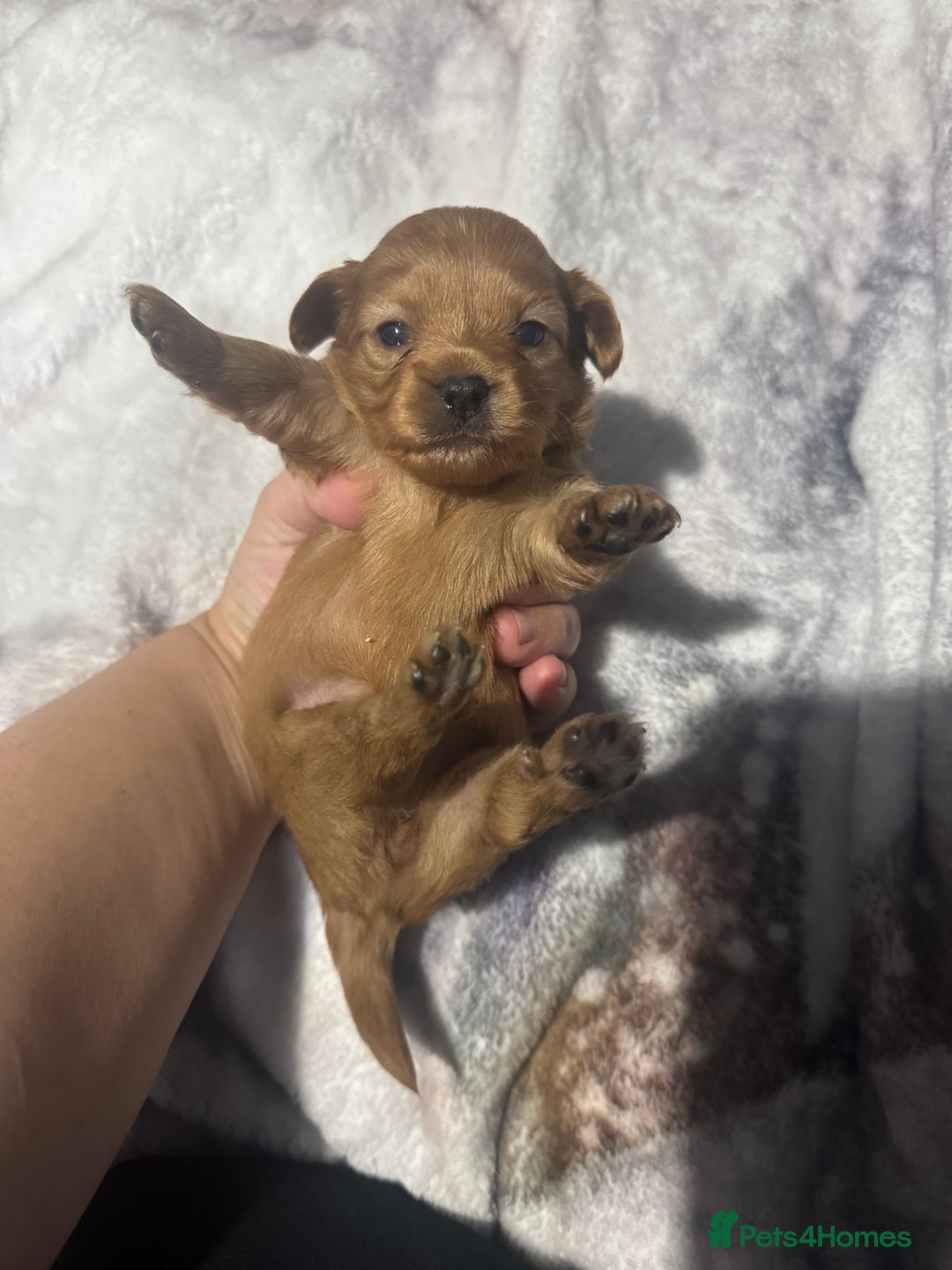 Chipoo dogs for sale: READY TO LEAVE THIS WEEK! Chipoo puppies - Advert 34