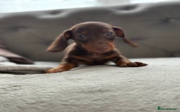 Miniature Dachshund dogs for sale: ONE TINY CHOC/TAN smooth haired male dachshund - Image 34