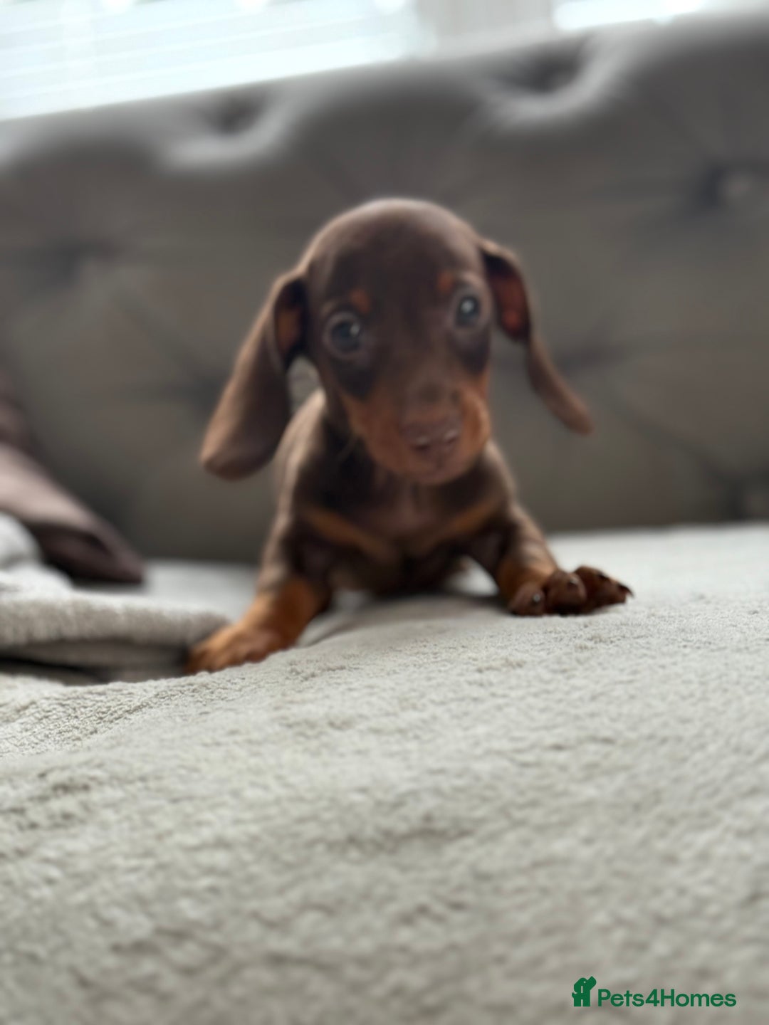 Miniature Dachshund dogs for sale: ONE TINY CHOC/TAN smooth haired male dachshund - Image 34