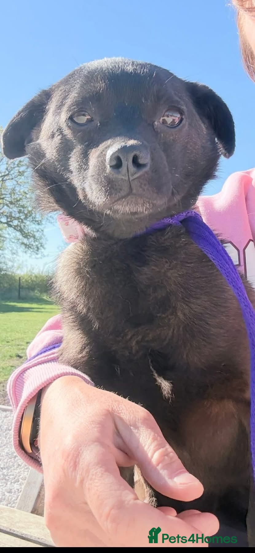 Mixed Breed dogs Grace - Poringland Norfolk  - Advert 3