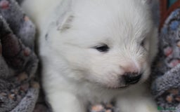 Samoyed dogs for sale: Samoyed puppies - fluff and joy - Image 36