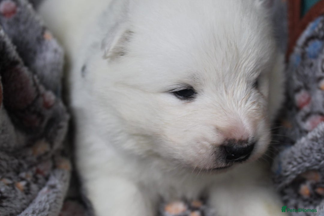 Samoyed dogs for sale: Samoyed puppies - fluff and joy - Image 36