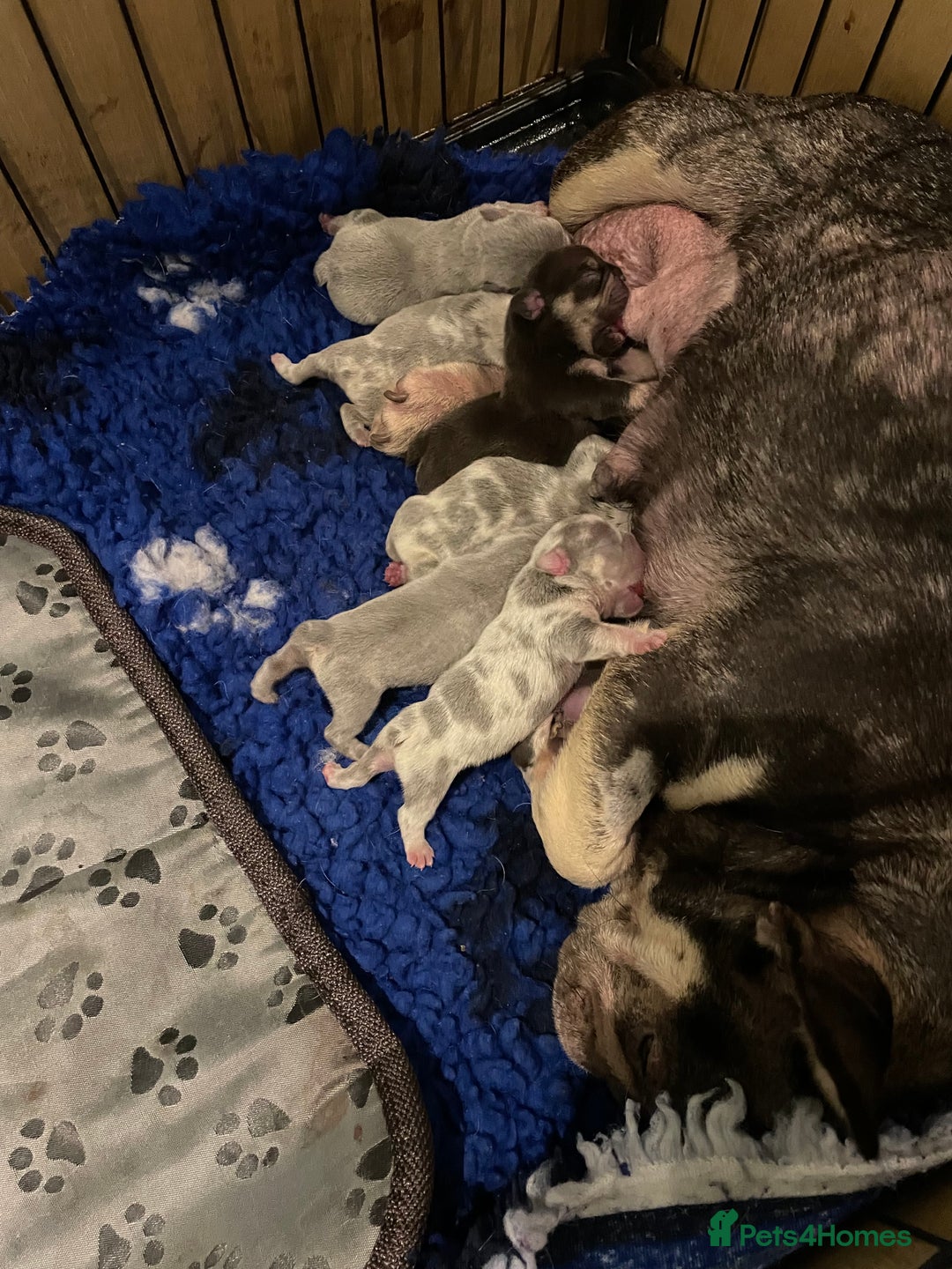 French Bulldog dogs for sale: Beautiful Merle French bulldogs  - Advert 3