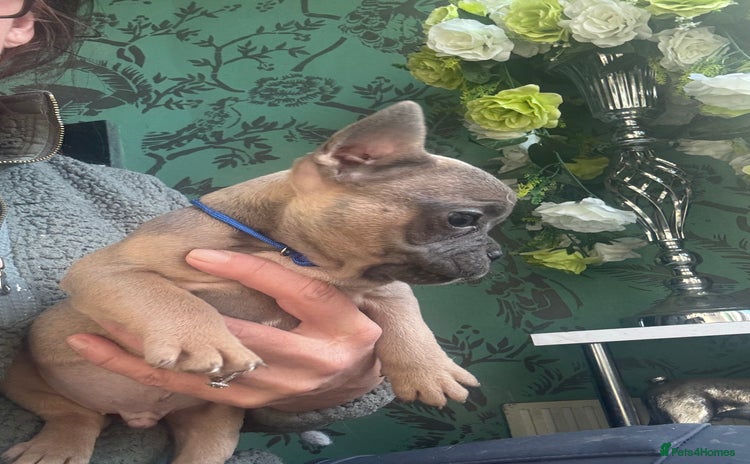 French Bulldog dogs Homie lines meet Apollo line  - Advert 4