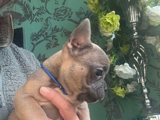 French Bulldog dogs Homie lines meet Apollo line - Advert 14