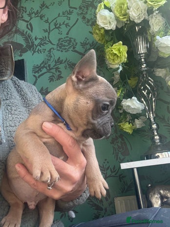 French Bulldog dogs Homie lines meet Apollo line - Advert 1