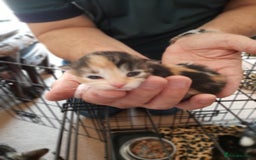 Maine Coon cats for sale: Maine Coon kittens  - Image 18