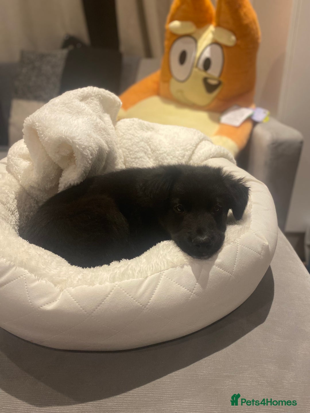 Border Collie dogs for sale: border collie puppy - Image 2