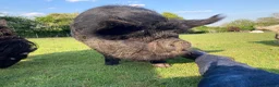 Pig livestock for sale: Three Much-Loved Kunekune Pigs Seeking a New Home - Advert 3
