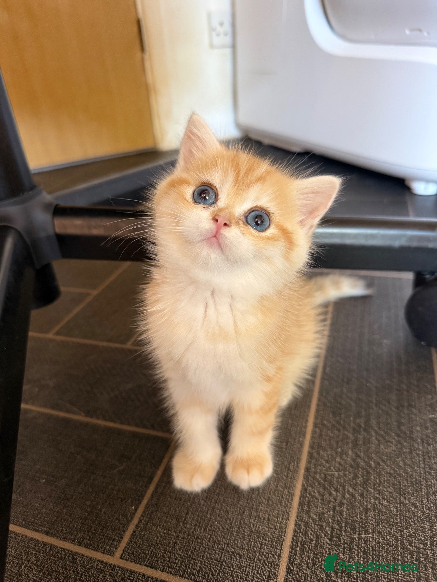 British Shorthair cats GCCF registered Chocolate Golden Kittens - Advert 1