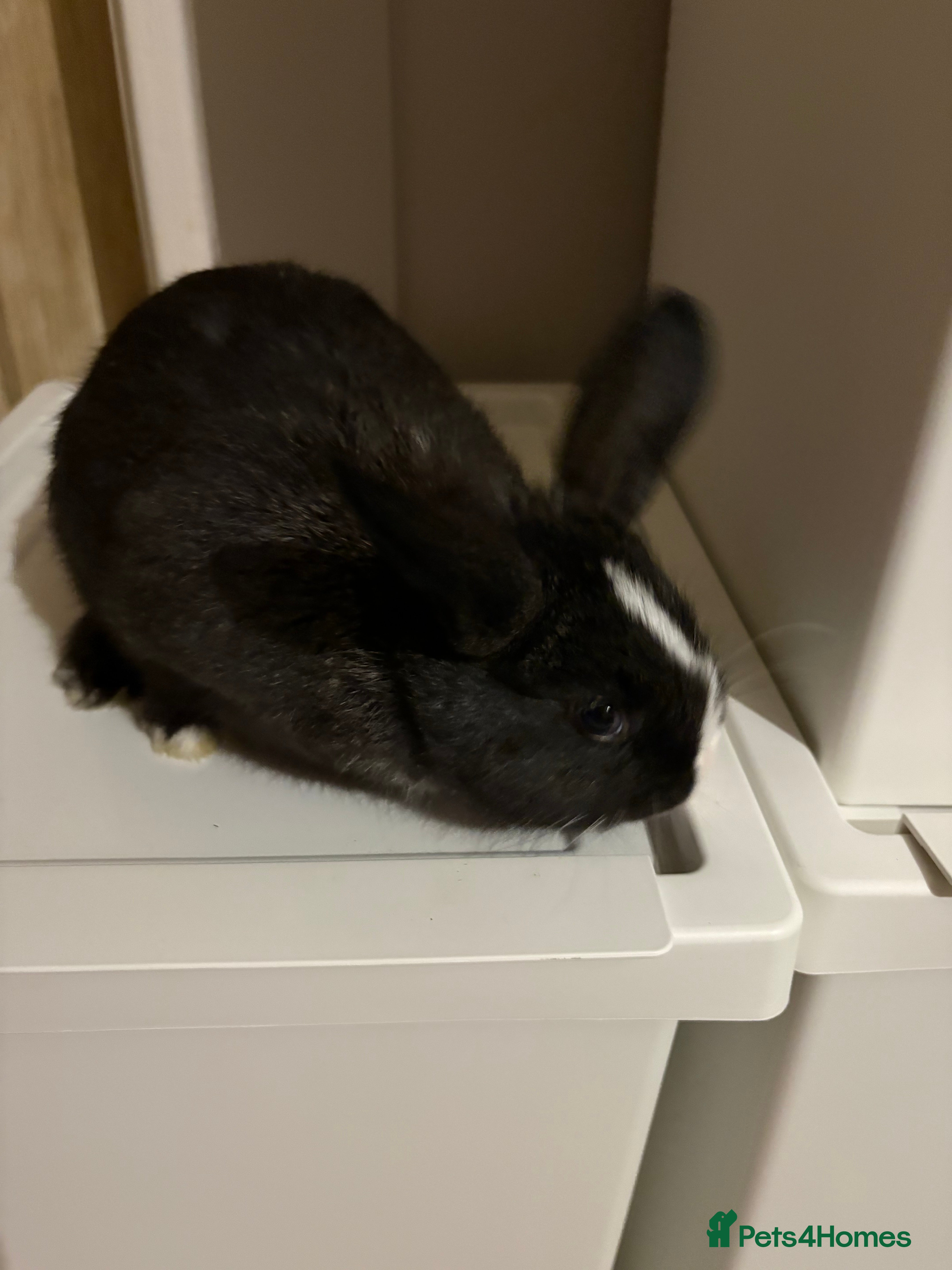 Mixed Breed rabbits 4XNetherdwarf with French Lop ready next week  - Advert 6