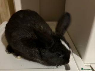 Mixed Breed rabbits 4XNetherdwarf with French Lop ready next week - Advert 6