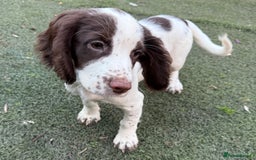 Cocker Spaniel dogs for sale: Extensively Health Tested KC Registered Puppy - Image 2