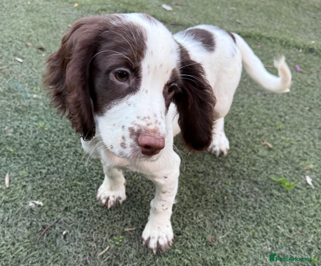 Cocker Spaniel dogs for sale: Extensively Health Tested KC Registered Puppy - Image 2
