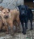 Mixed Breed dogs Patterdale cross  - Advert 1