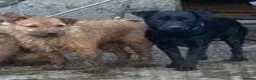 Mixed Breed dogs for sale: Patterdale lakeland boarder x patterdale in Stoke-on-Trent - Advert 5