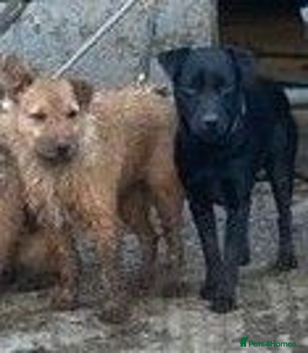 Mixed Breed dogs for sale: Patterdale lakeland boarder x patterdale in Stoke-on-Trent - Advert 5